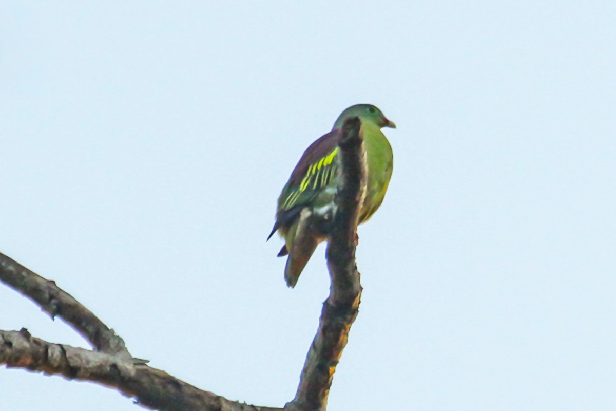 Thick-billed Green-Pigeon - ML618603848