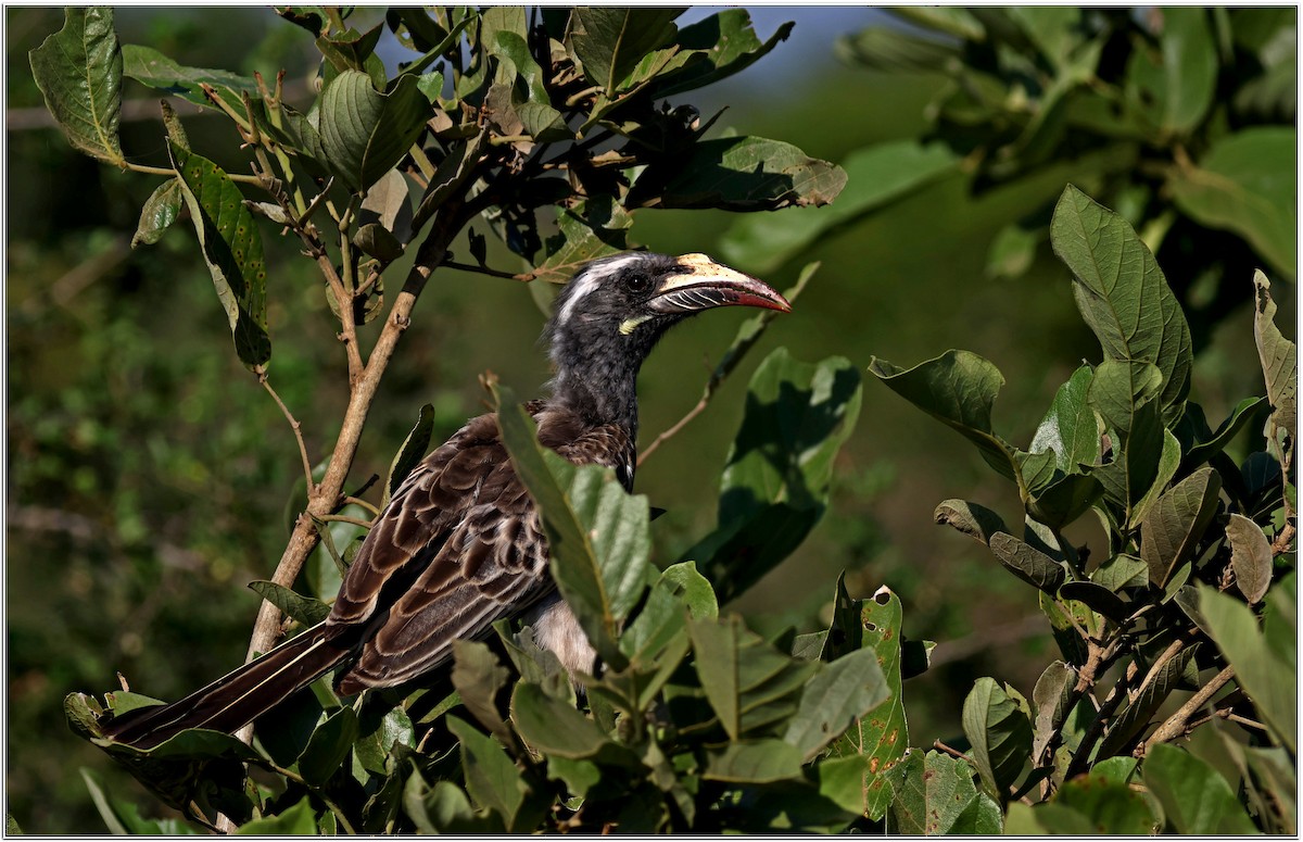 African Gray Hornbill - ML618603879