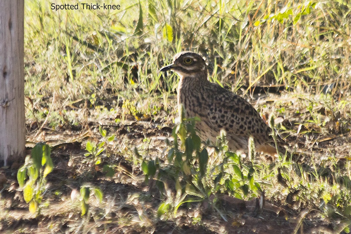Spotted Thick-knee - ML618603886