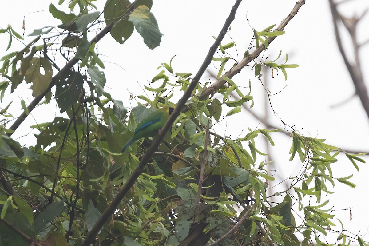 Blue-winged Leafbird - ML618603983