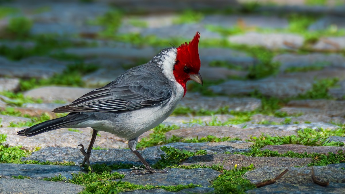 Red-crested Cardinal - ML618603993