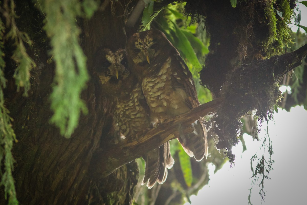 African Wood-Owl - ML618604033