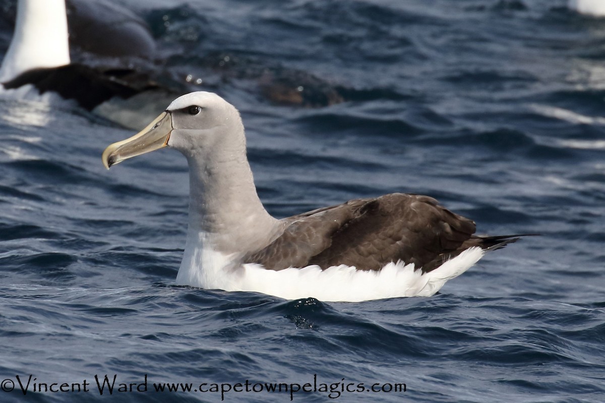albatros snarský - ML618604062