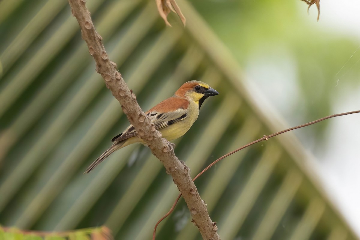 Plain-backed Sparrow - Po-Wei Chi