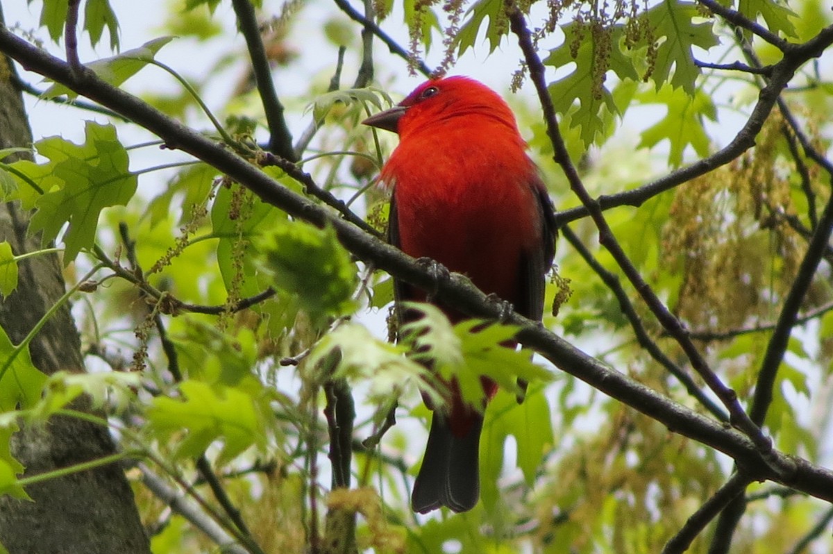 Scarlet Tanager - ML618604097