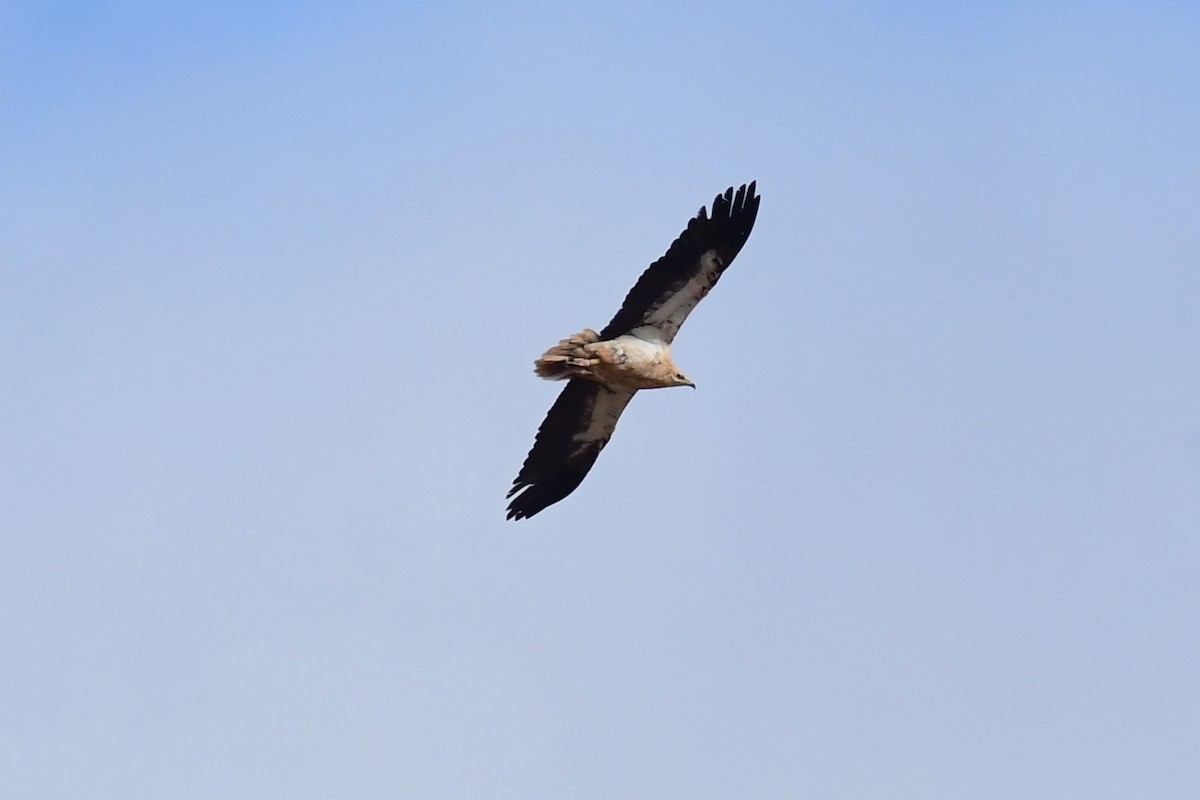 Egyptian Vulture - ML618604112