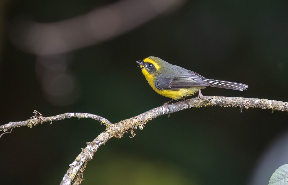 Yellow-bellied Fairy-Fantail - ML618604157