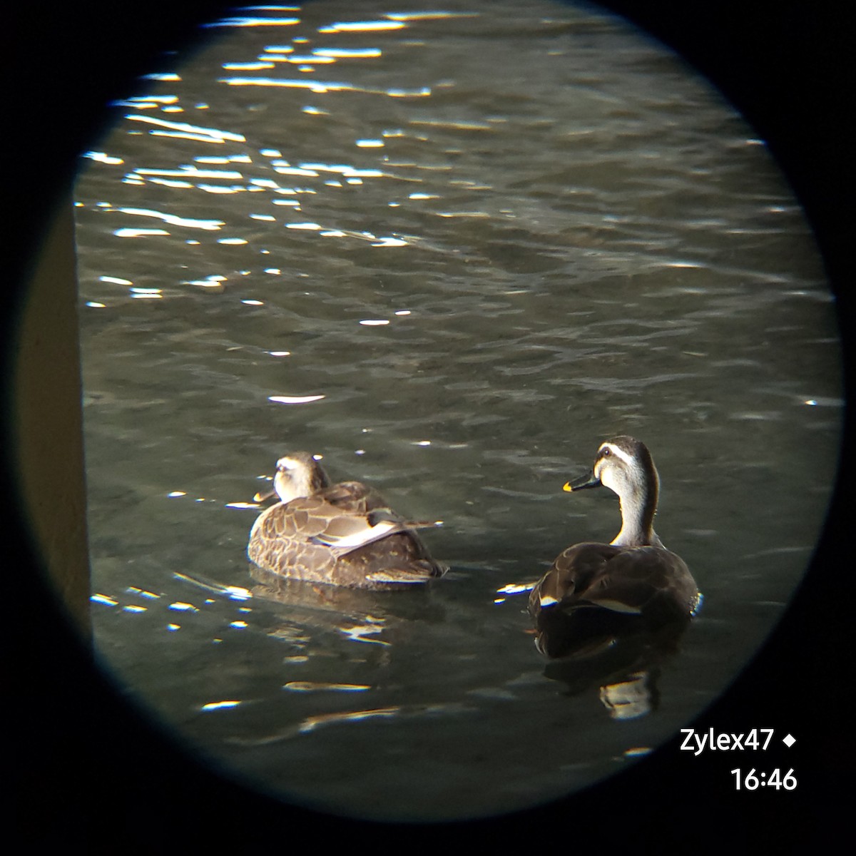 Eastern Spot-billed Duck - ML618604206