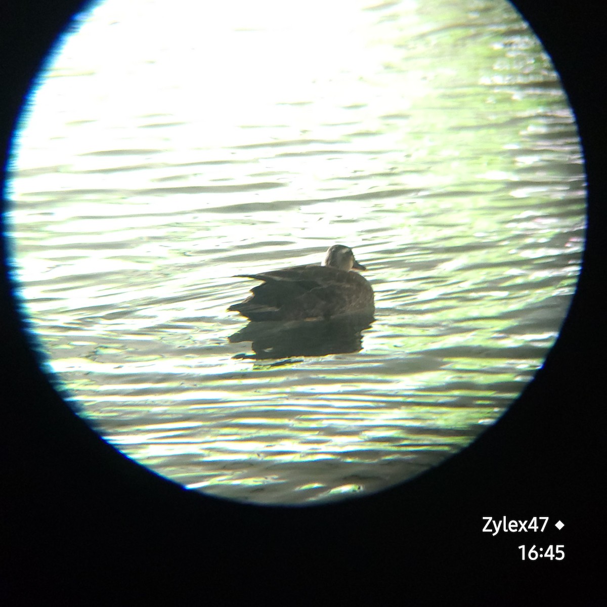 Eastern Spot-billed Duck - ML618604207