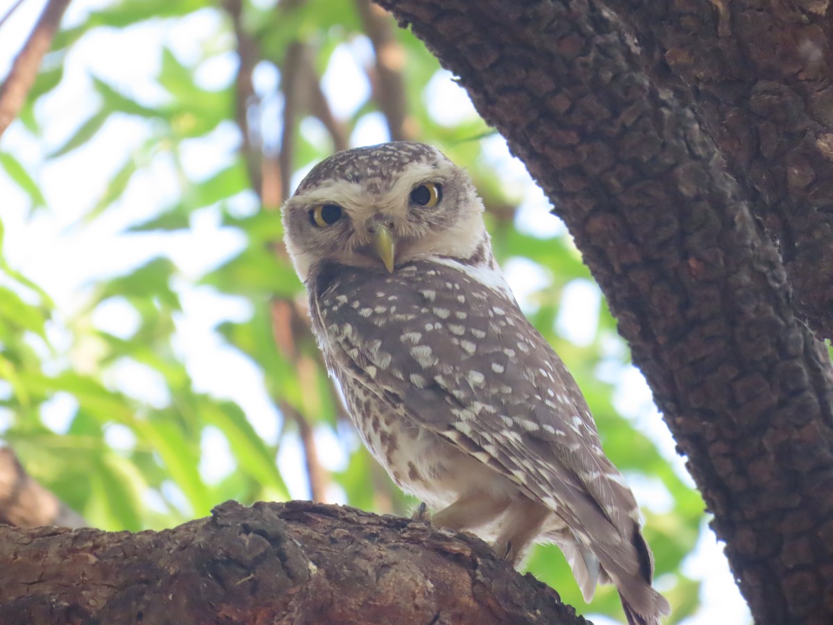 Spotted Owlet - ML618604212