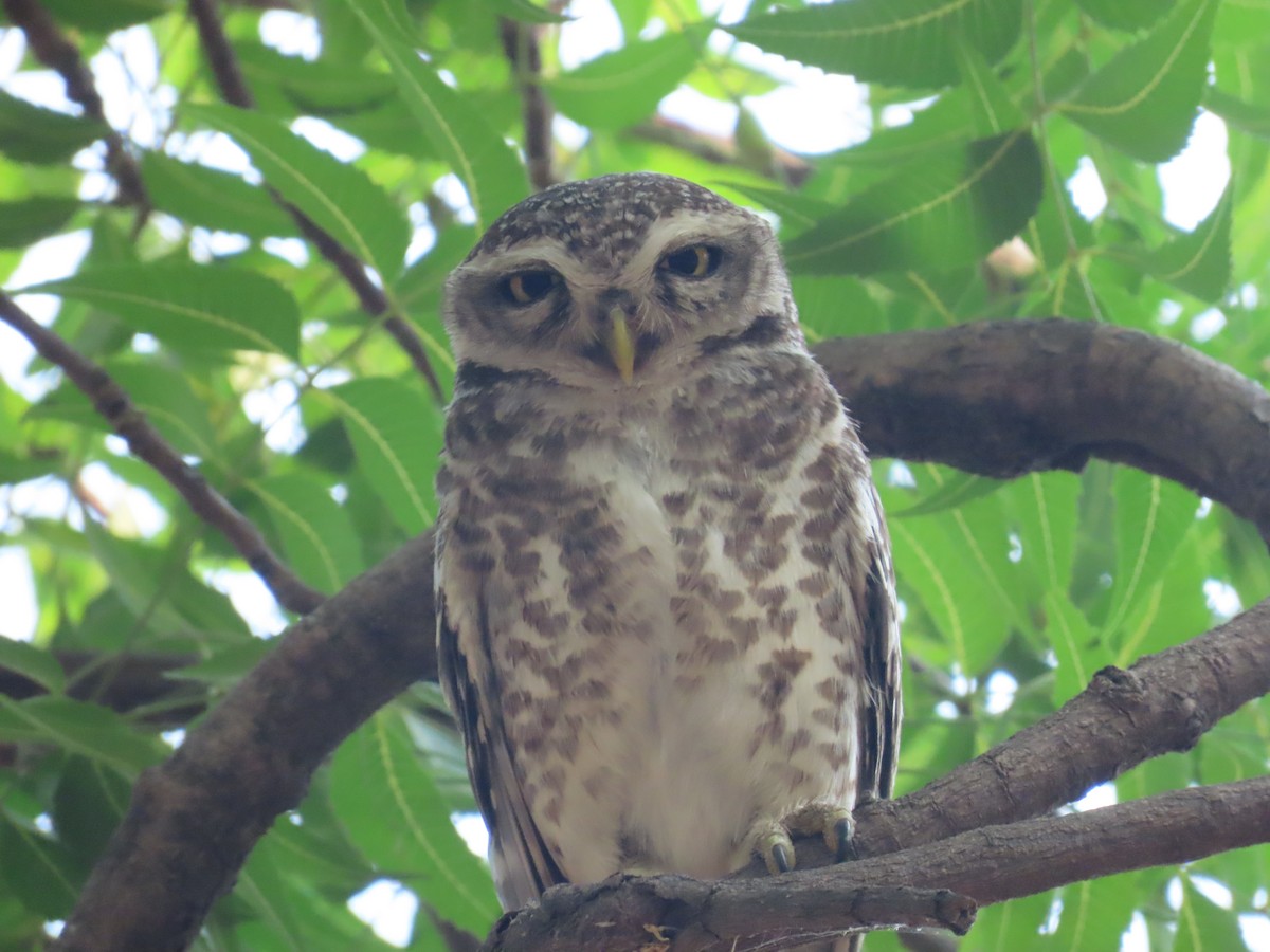 Spotted Owlet - ML618604213