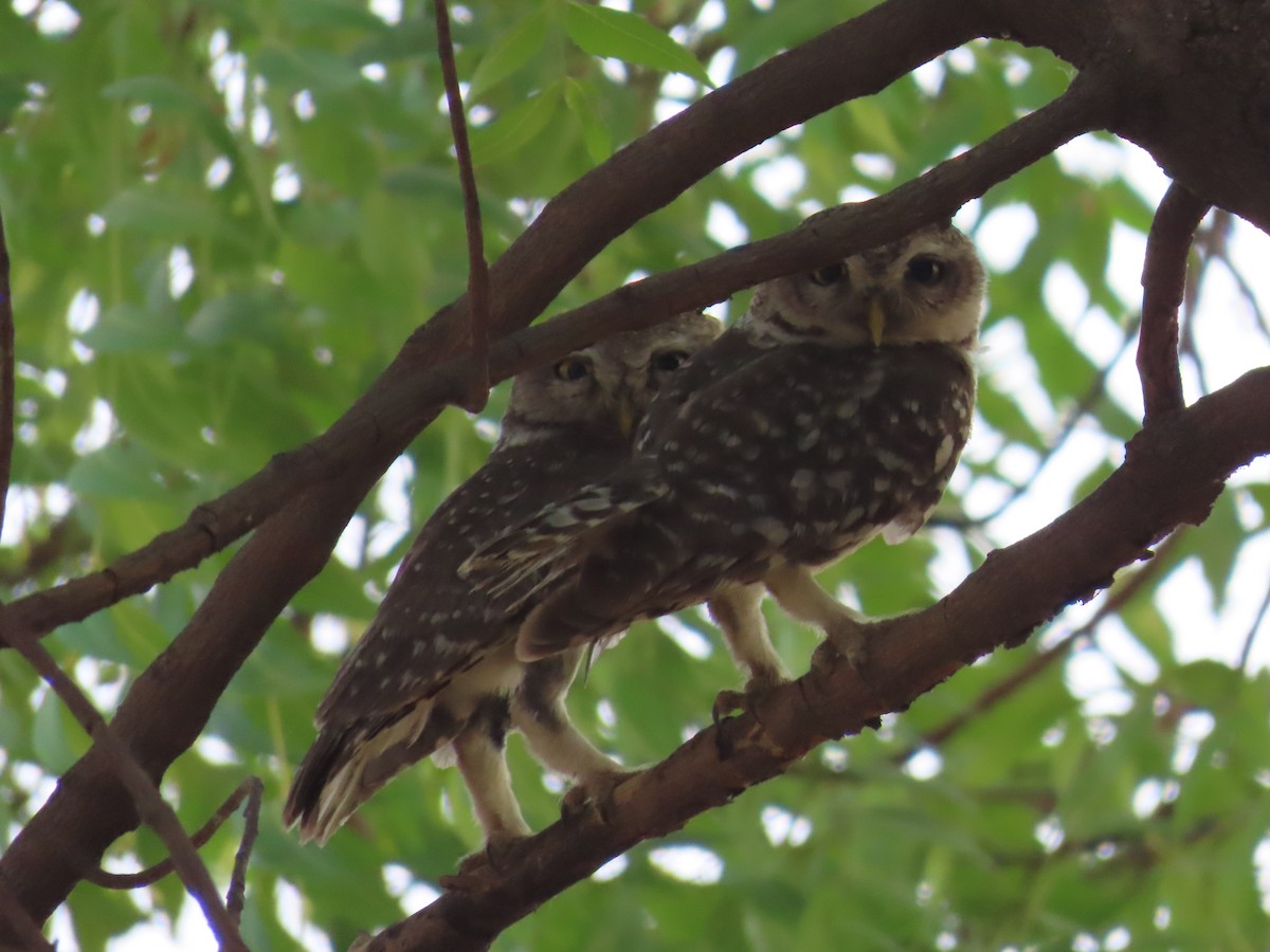 Spotted Owlet - ML618604217