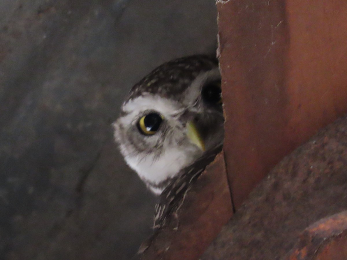 Spotted Owlet - ML618604224