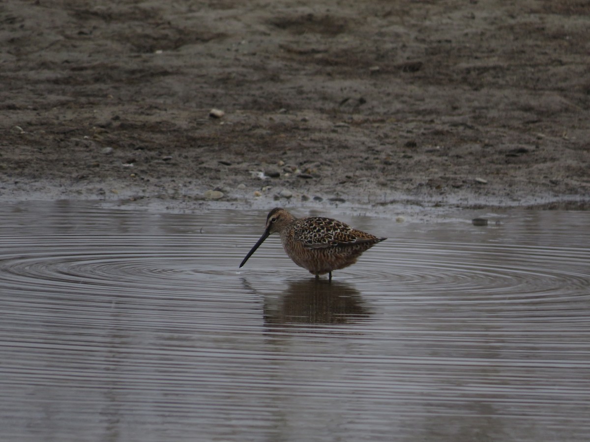 Long-billed Dowitcher - ML618604235