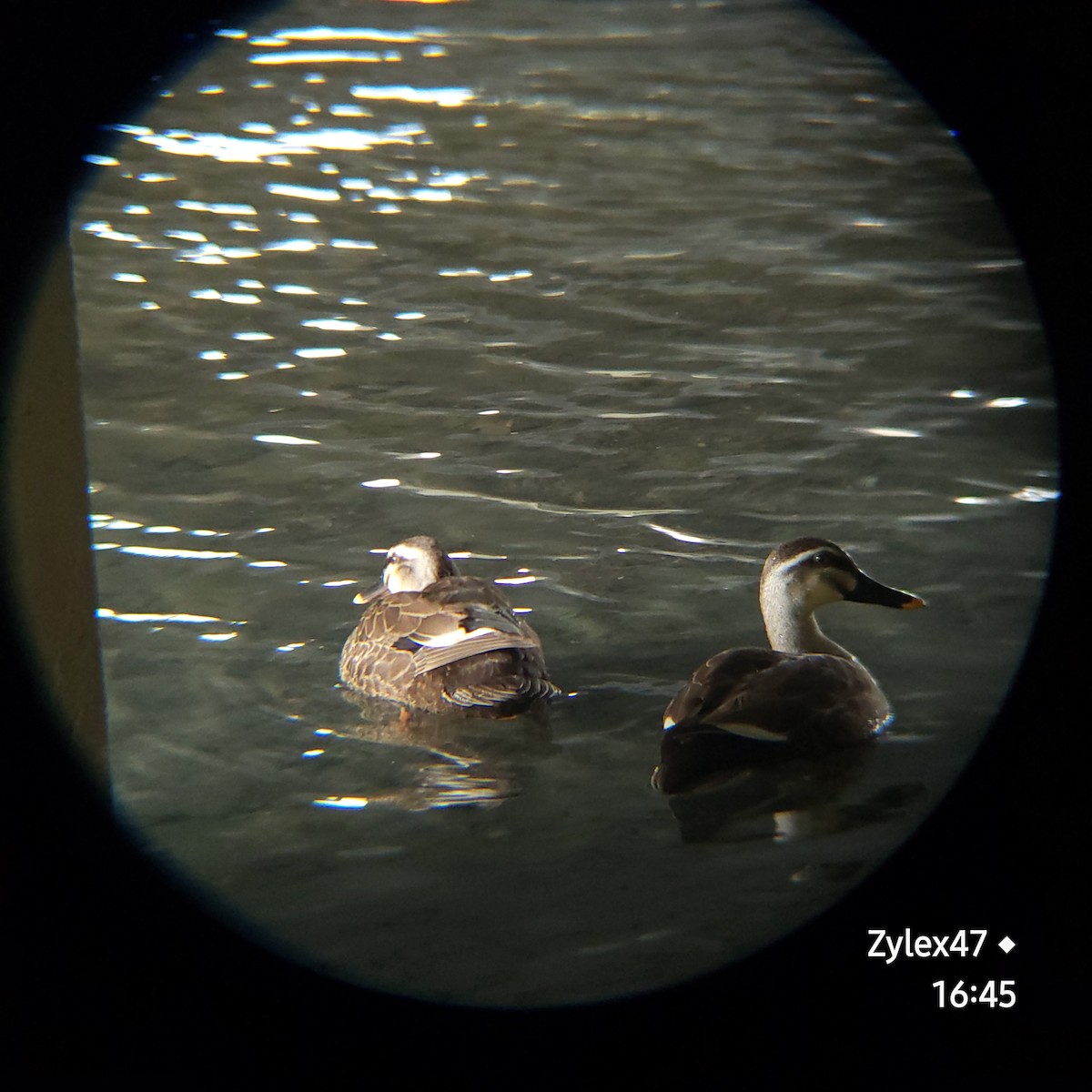 Eastern Spot-billed Duck - ML618604268