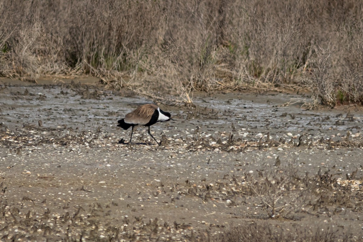 Spur-winged Lapwing - ML618604307