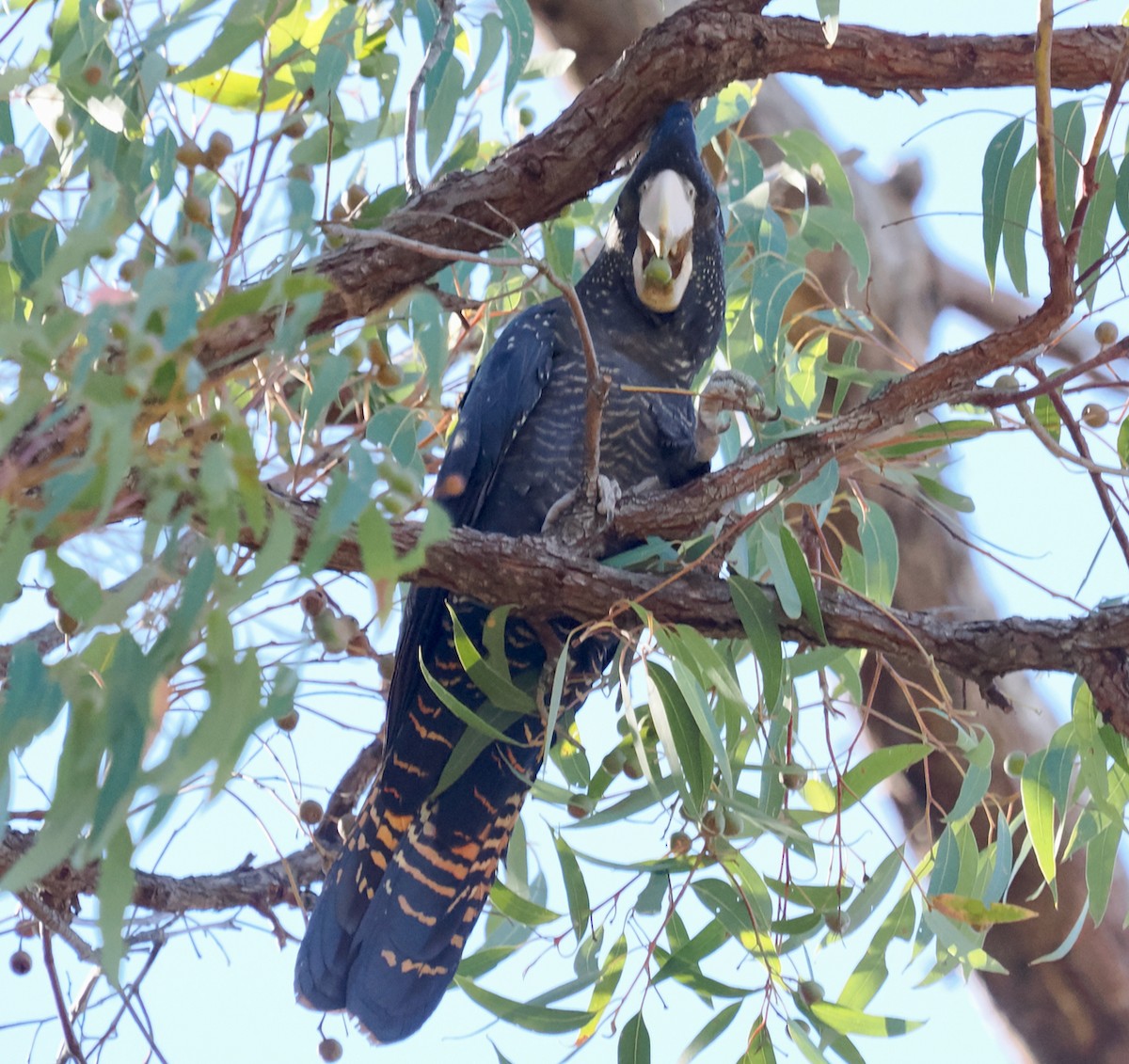 Red-tailed Black-Cockatoo - ML618604334