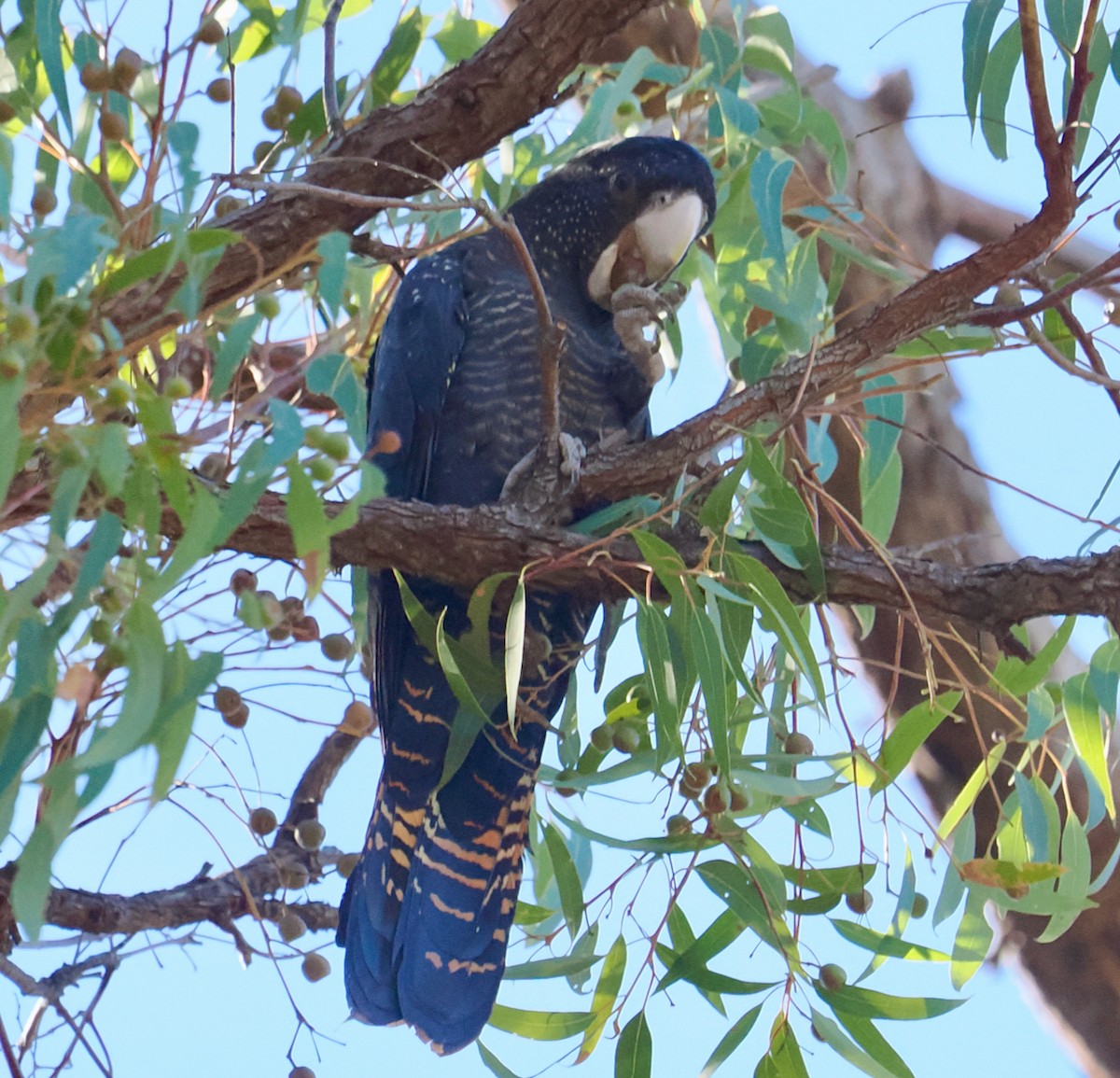 Red-tailed Black-Cockatoo - ML618604335