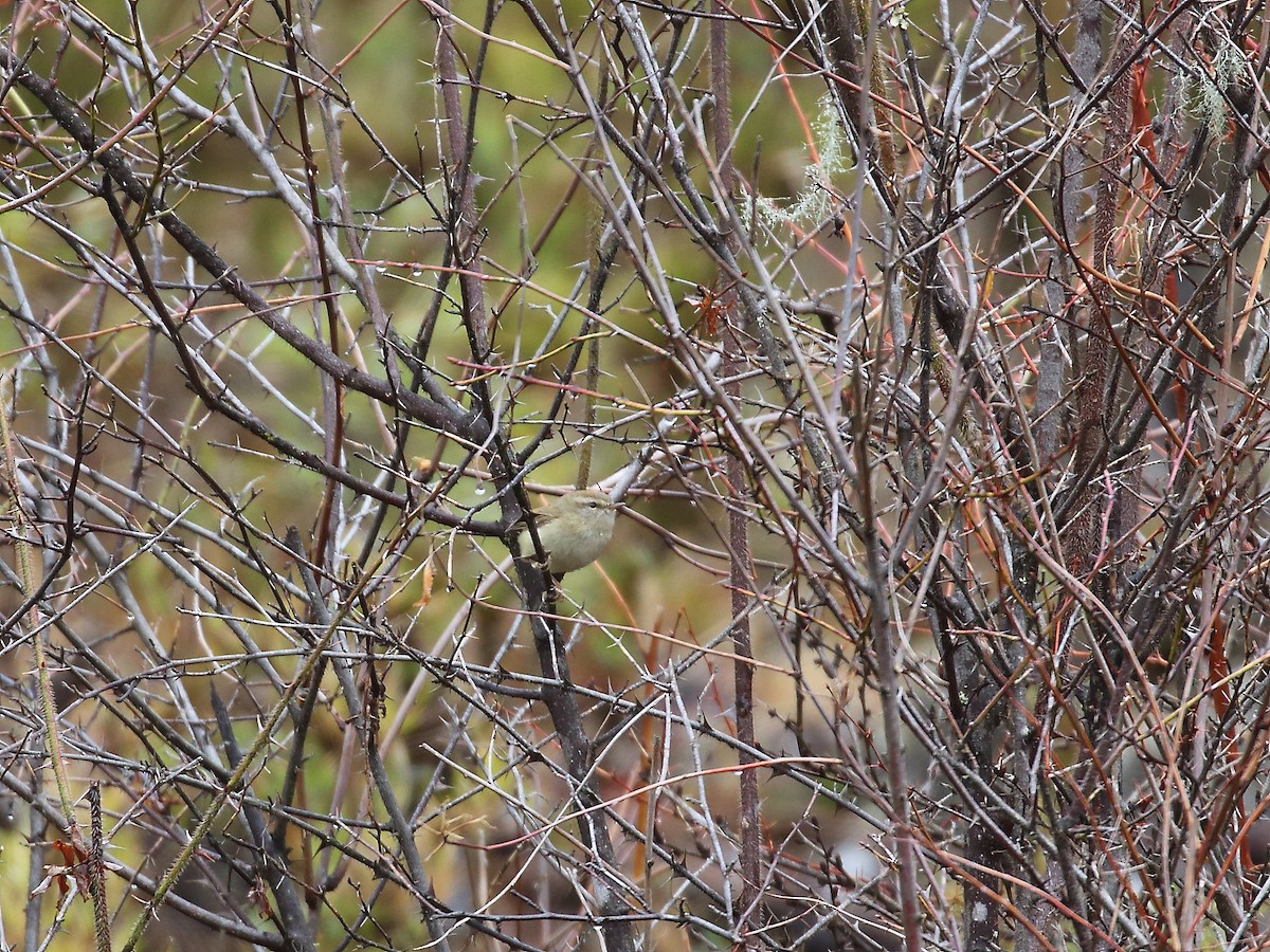 Hume's Bush Warbler - ML618604372