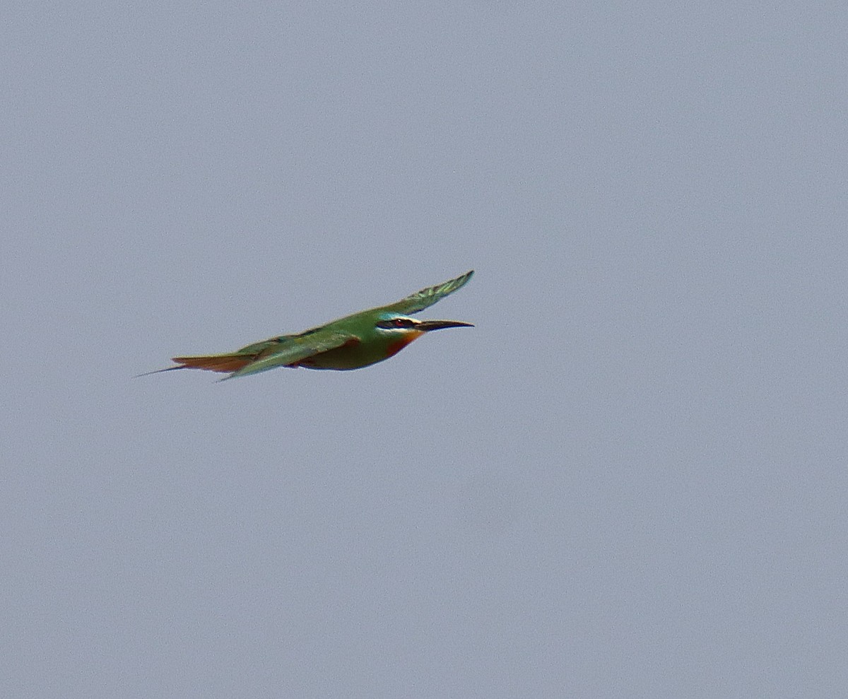 Blue-cheeked Bee-eater - ML618604465