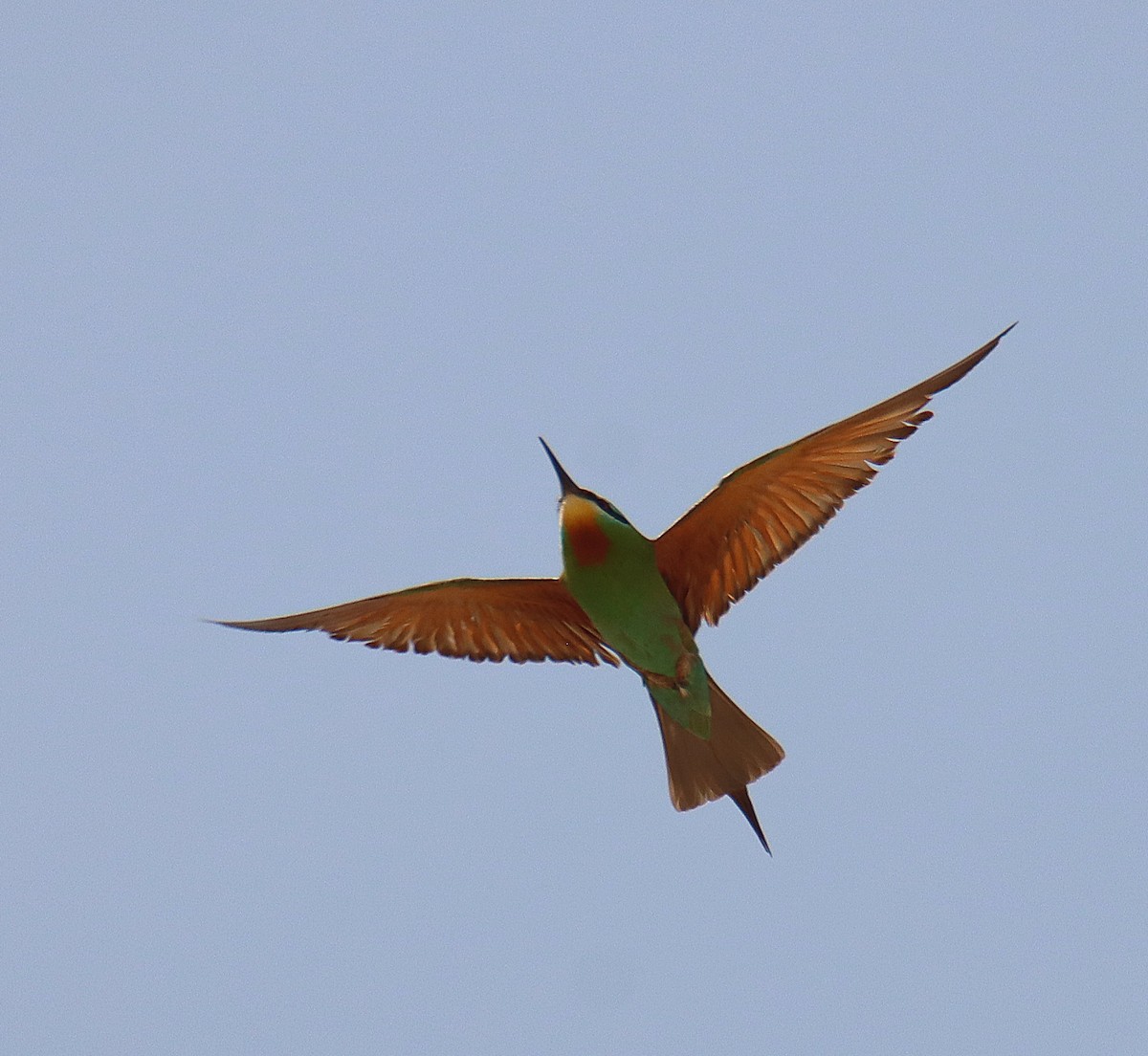 Blue-cheeked Bee-eater - ML618604466