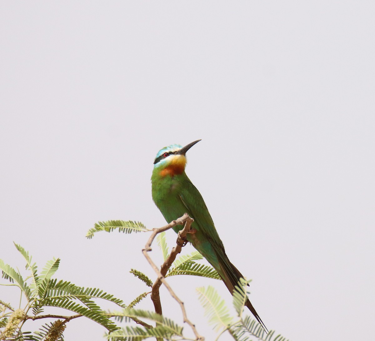 Blue-cheeked Bee-eater - ML618604467