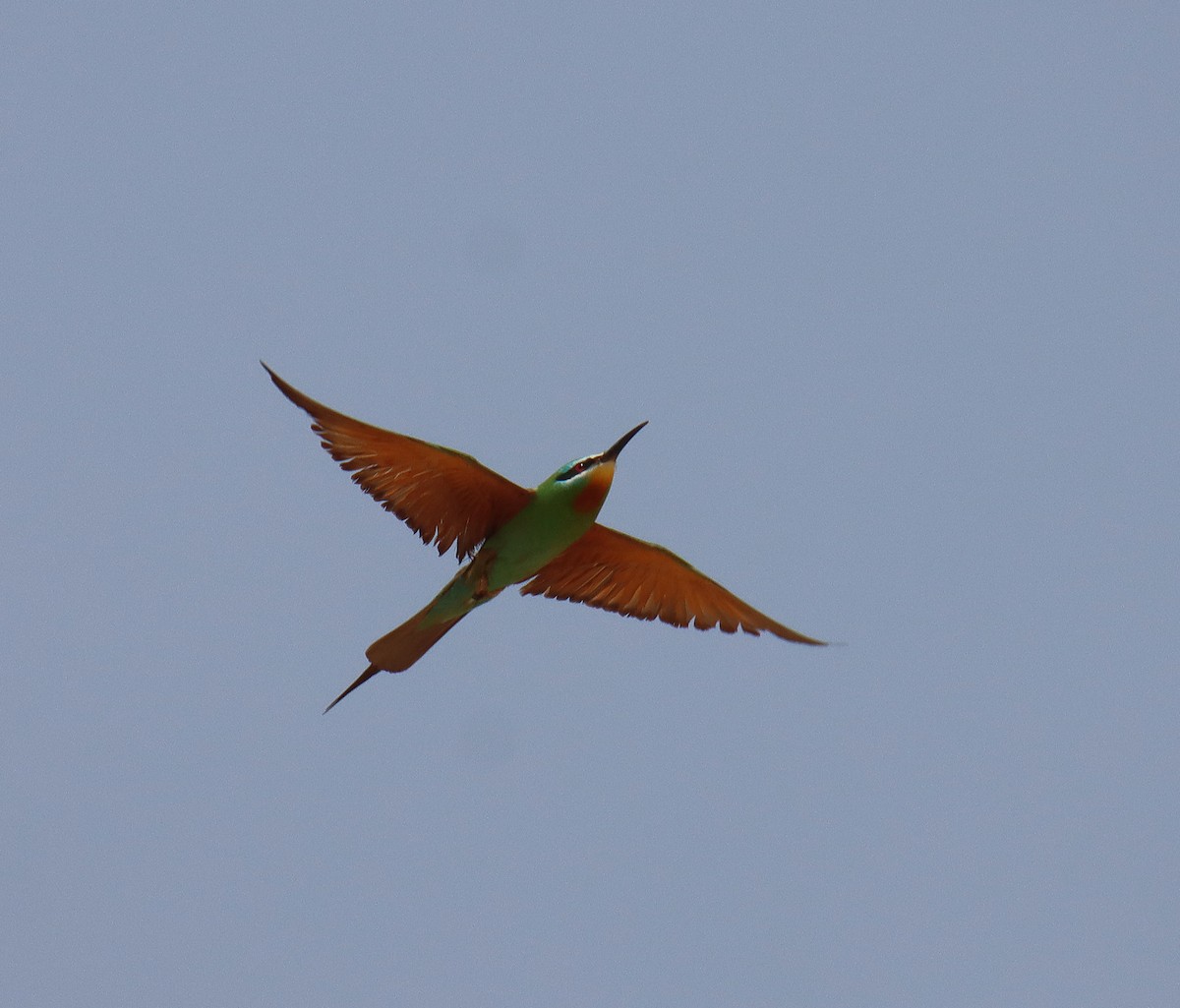 Blue-cheeked Bee-eater - ML618604468