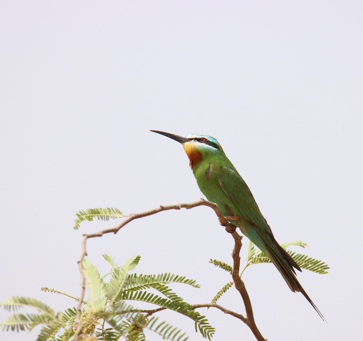 Blue-cheeked Bee-eater - ML618604469
