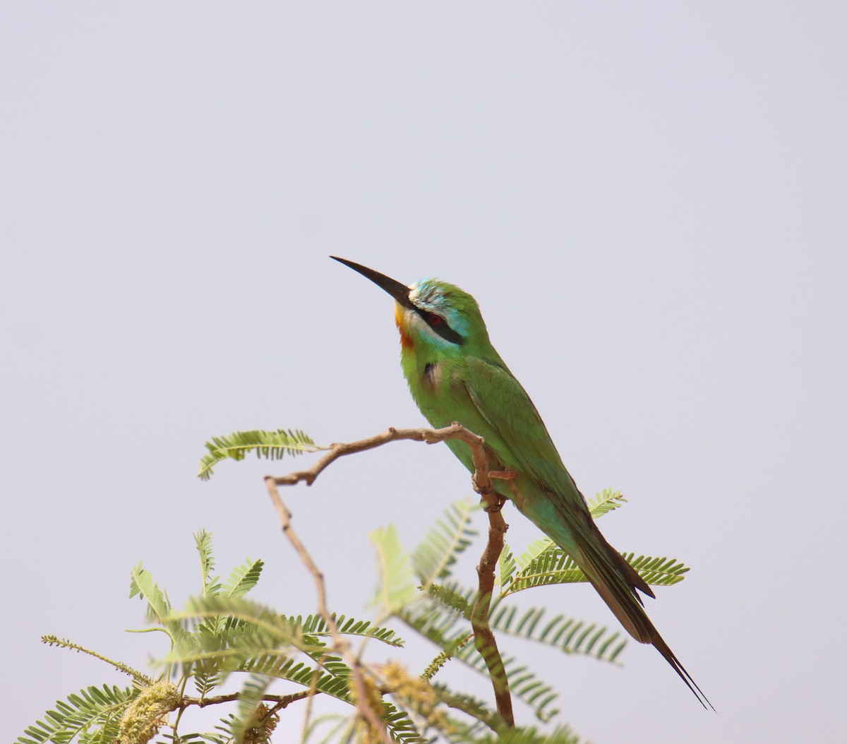 Blue-cheeked Bee-eater - ML618604470