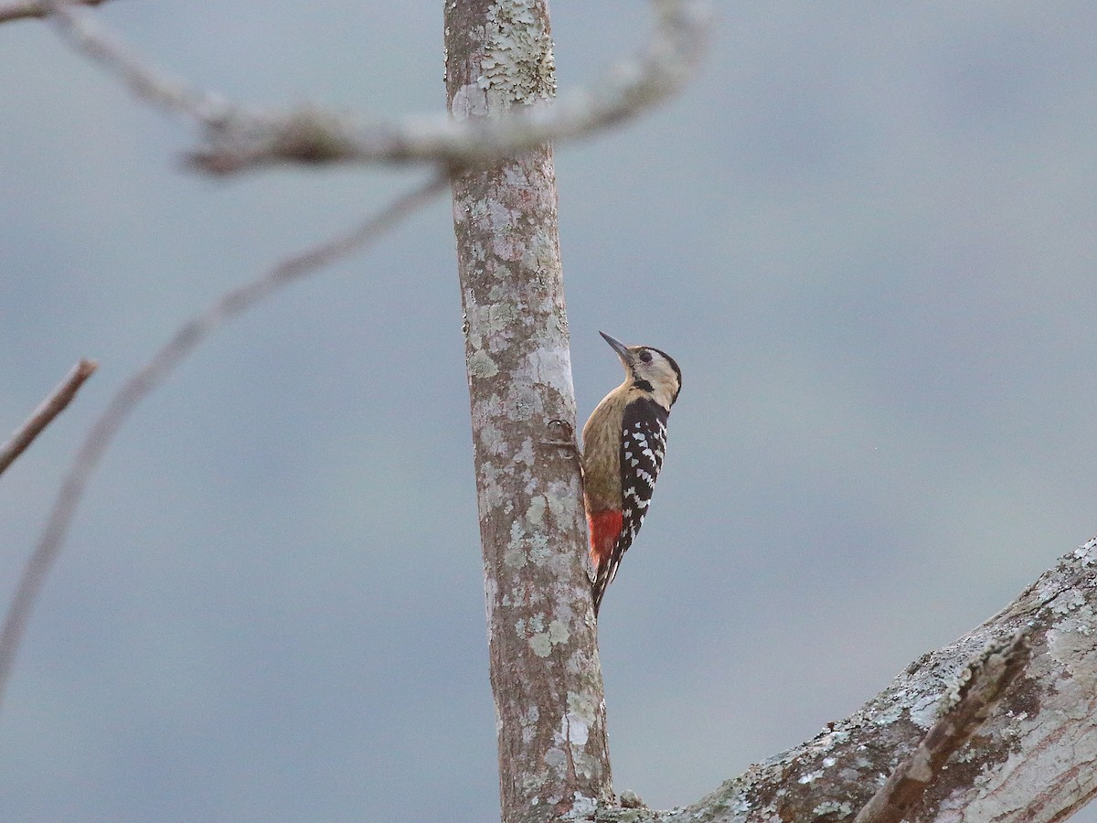Fulvous-breasted Woodpecker - ML618604473