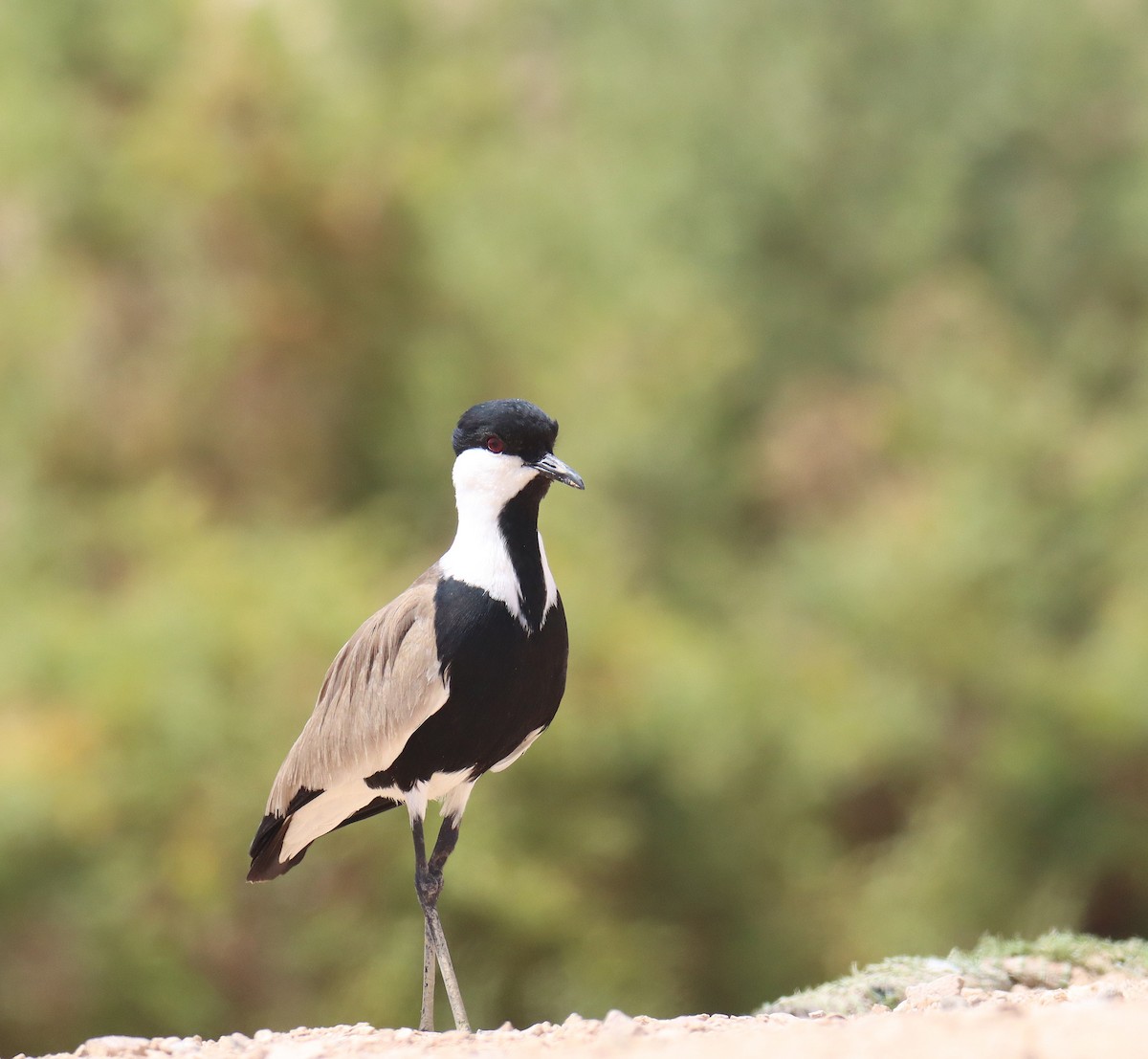 Spur-winged Lapwing - ML618604488