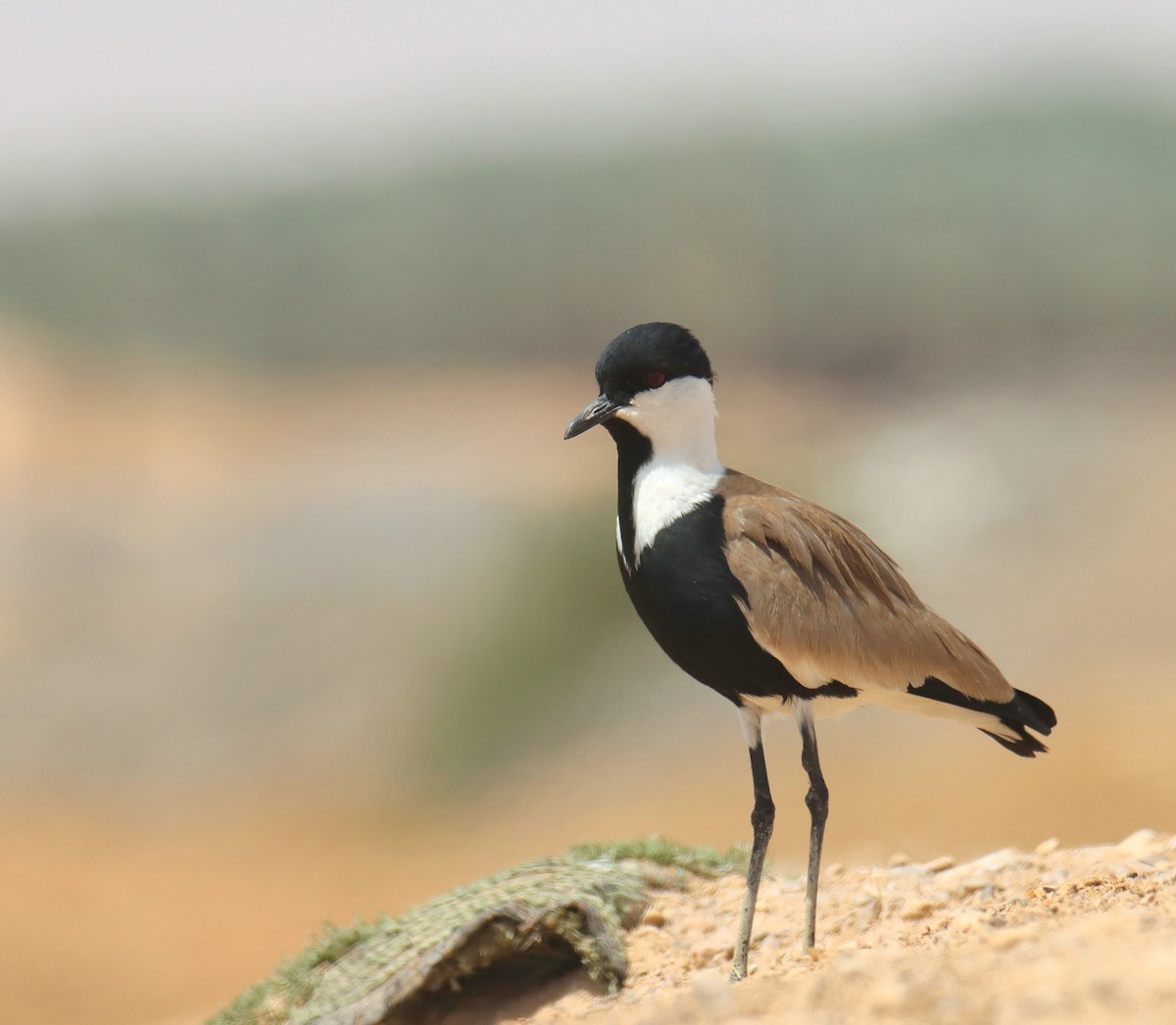 Spur-winged Lapwing - ML618604490