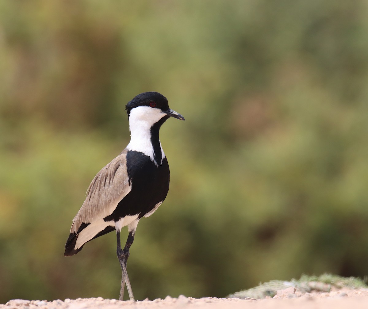Spur-winged Lapwing - ML618604491