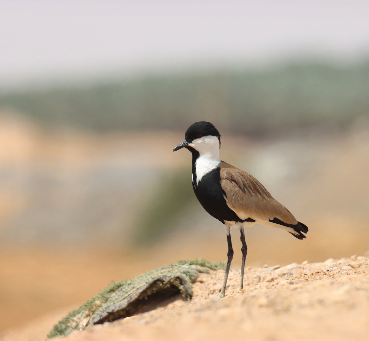 Spur-winged Lapwing - ML618604494