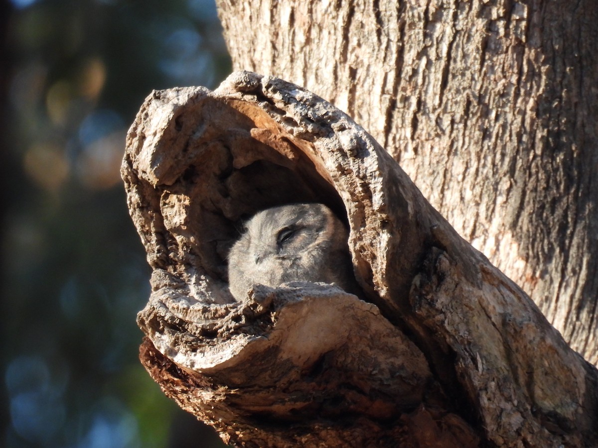 Australian Owlet-nightjar - ML618604503
