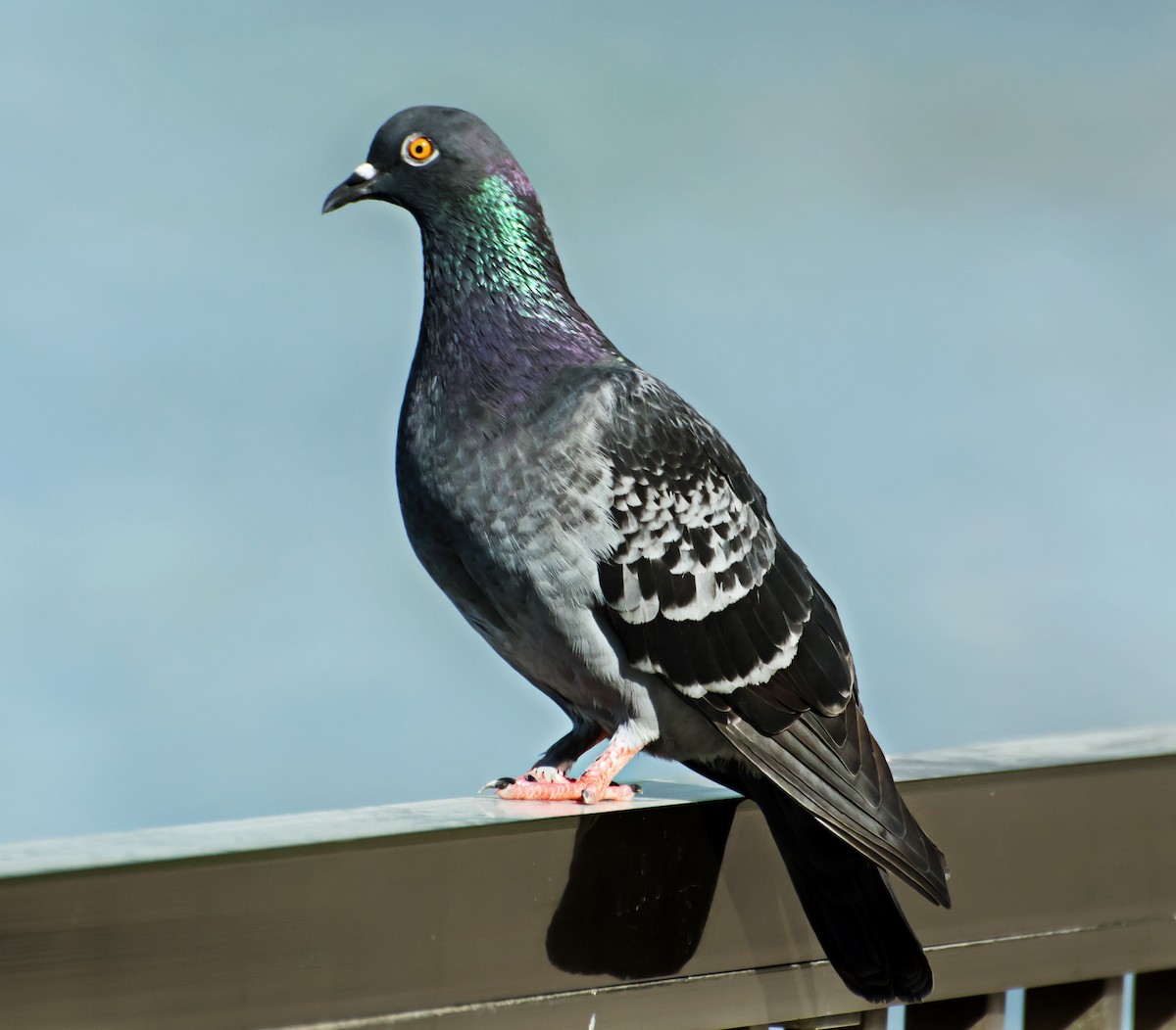 Rock Pigeon (Feral Pigeon) - ML618604508