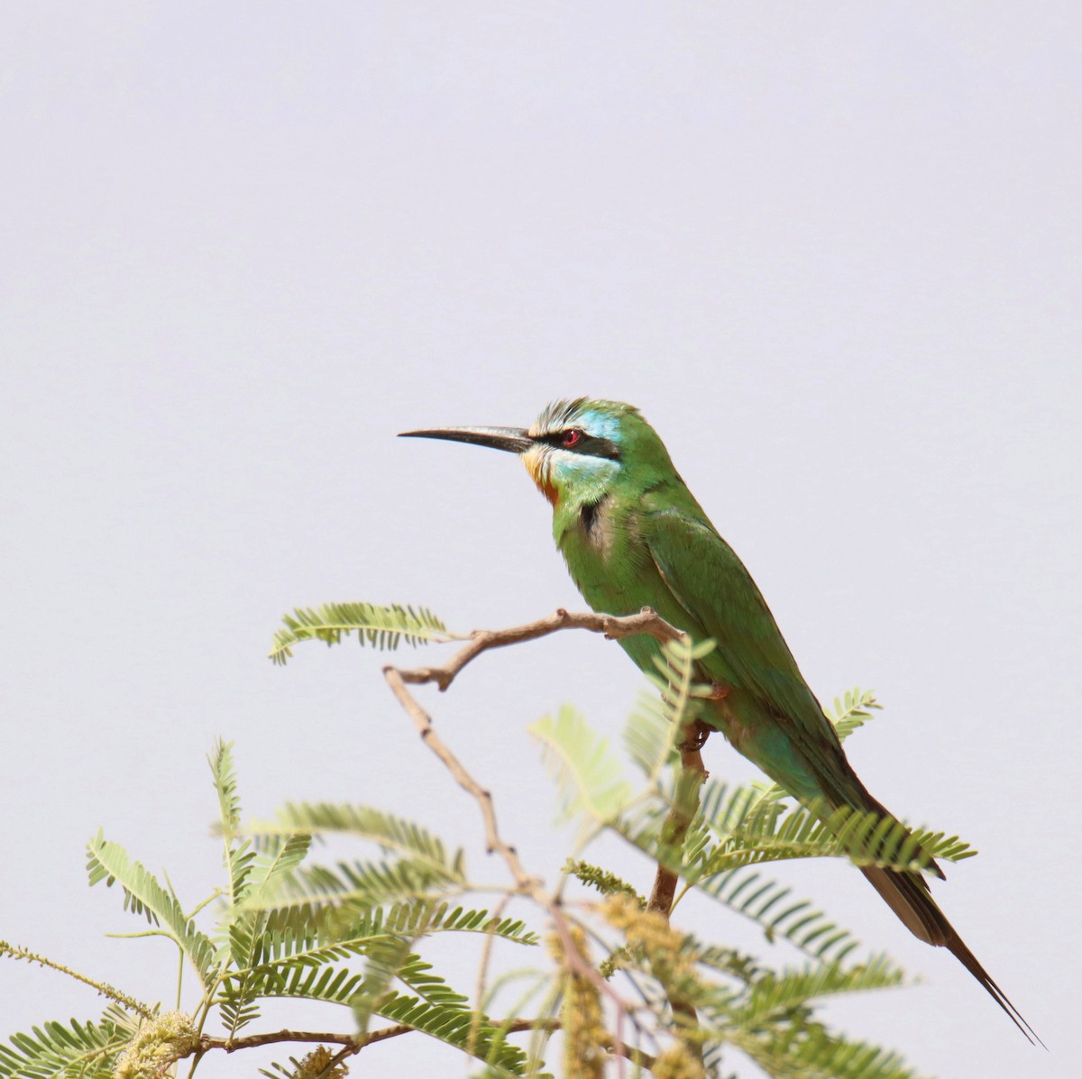 Blue-cheeked Bee-eater - ML618604518