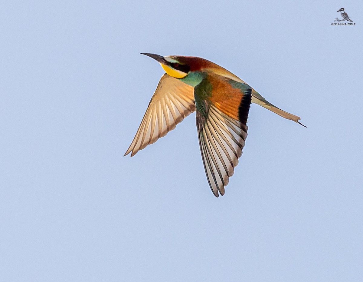 European Bee-eater - ML618604527