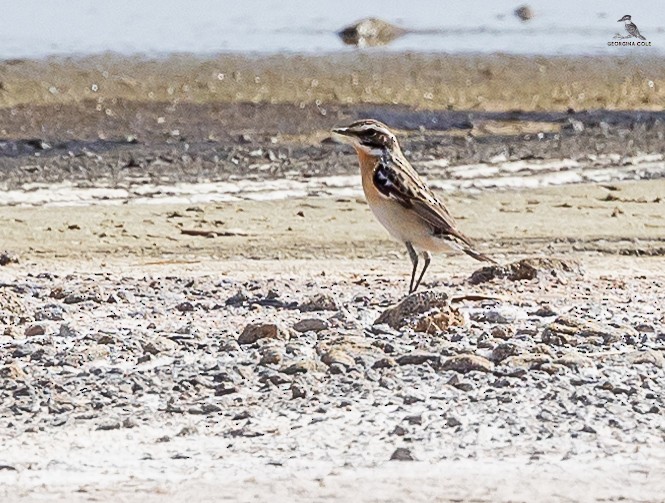 Whinchat - ML618604534