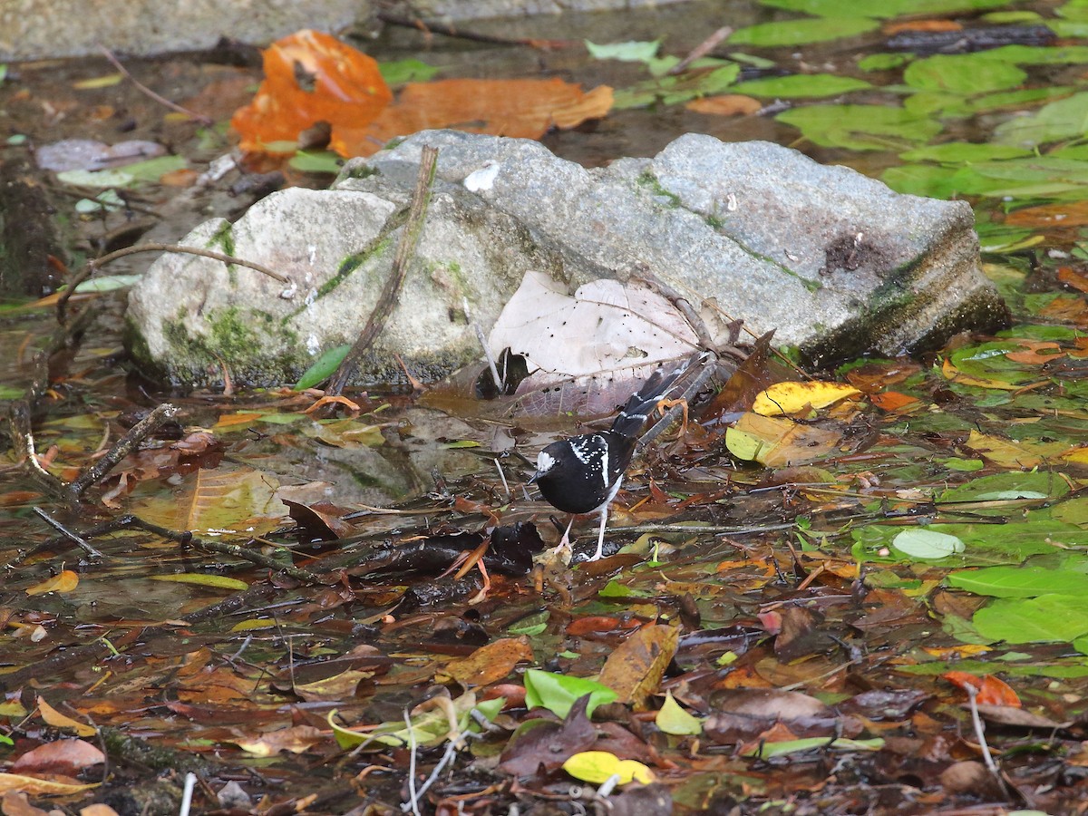 Spotted Forktail - ML618604538