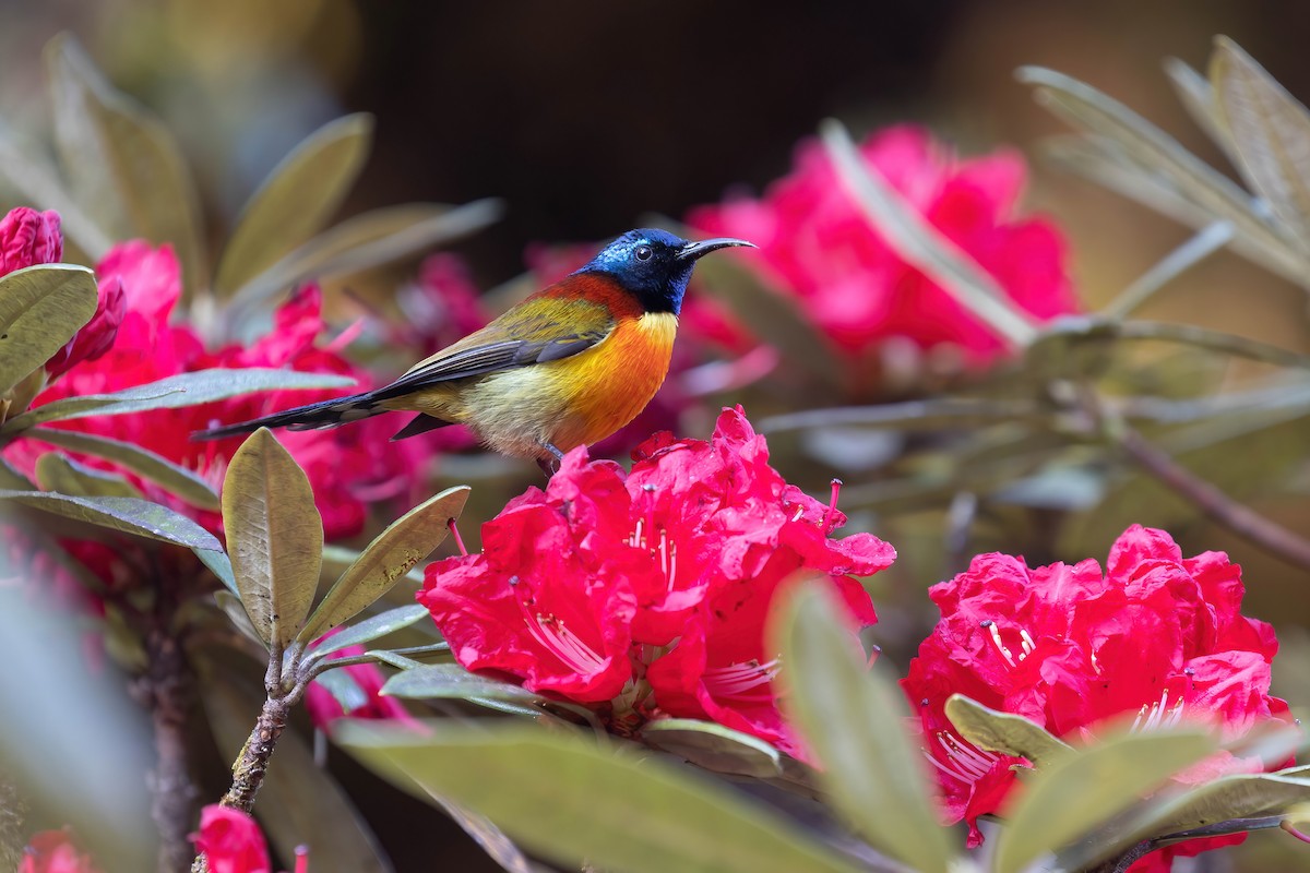 Green-tailed Sunbird - Po-Wei Chi