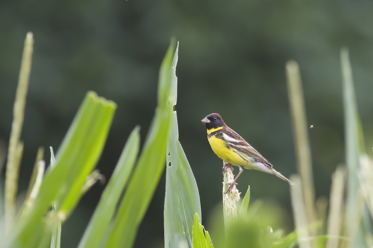 Yellow-breasted Bunting - ML618604570