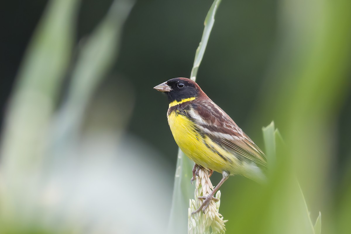 Yellow-breasted Bunting - ML618604573