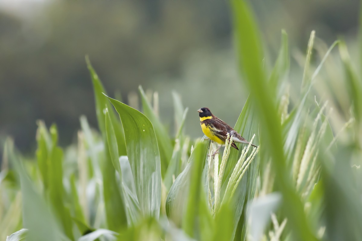 Yellow-breasted Bunting - ML618604606