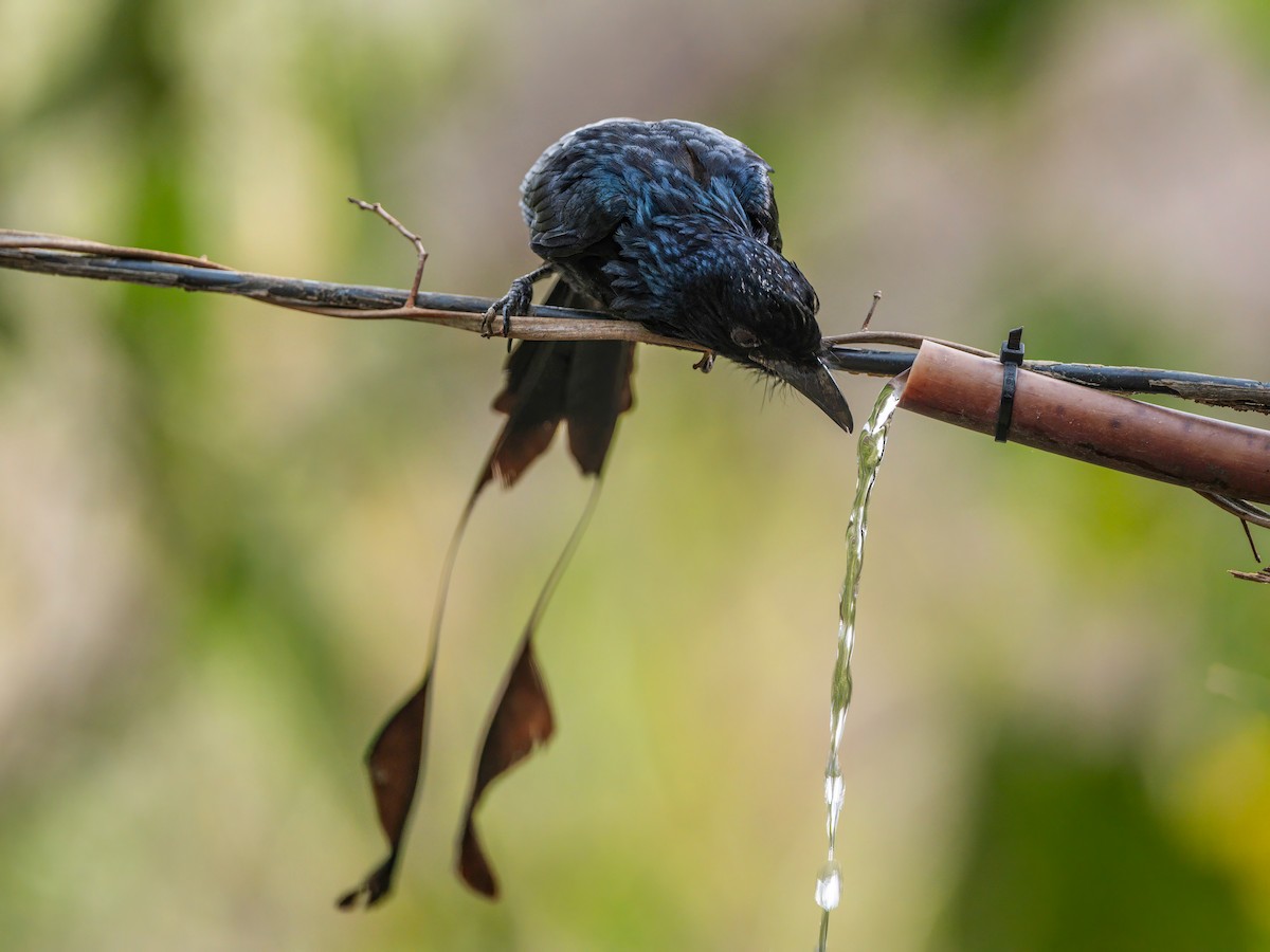 Greater Racket-tailed Drongo - ML618604608