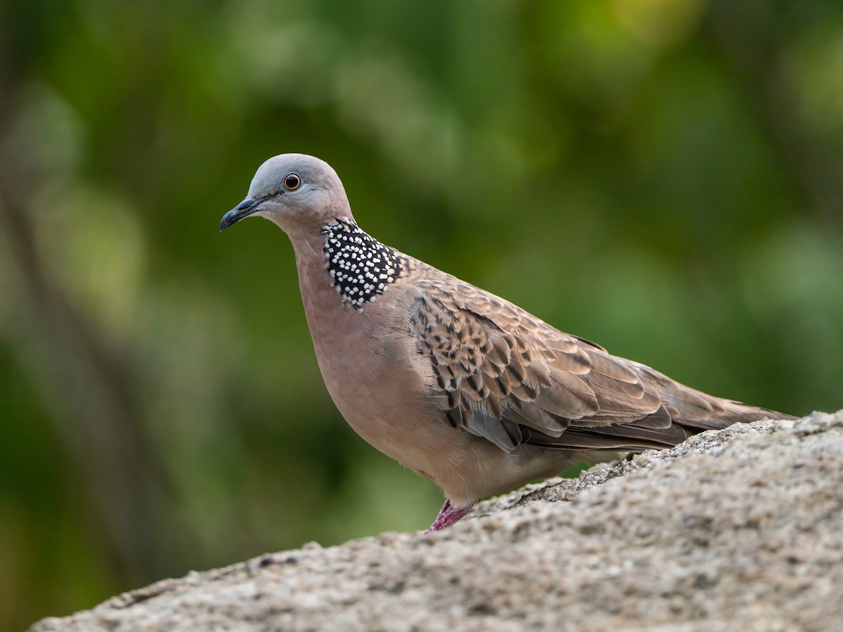 Spotted Dove - ML618604611