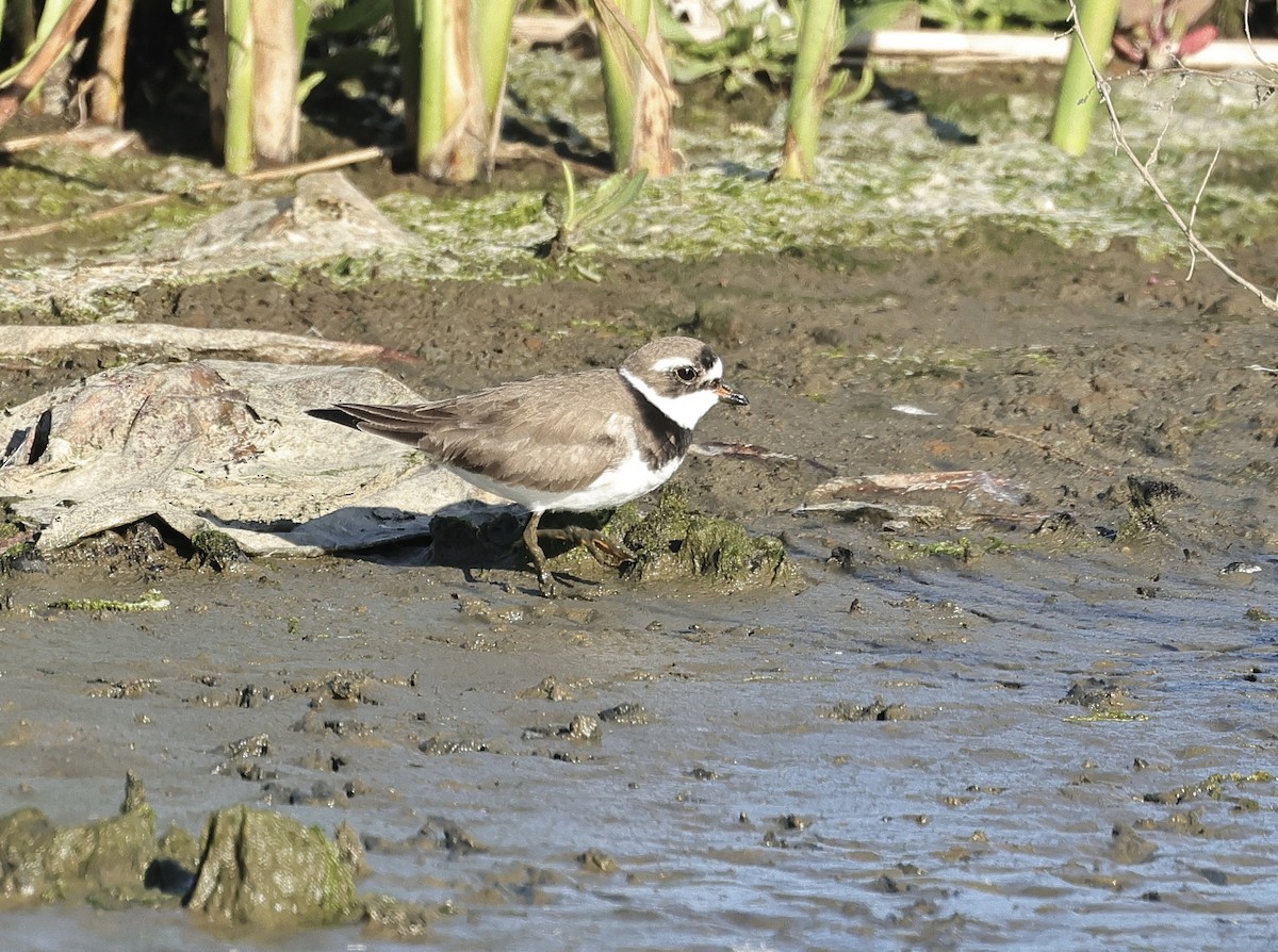 Semipalmated Plover - ML618604621