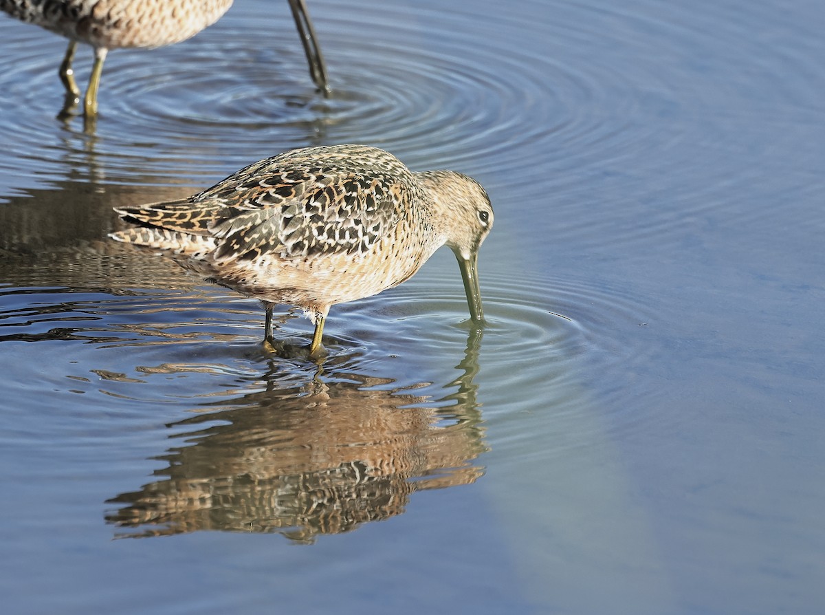 Long-billed Dowitcher - ML618604624