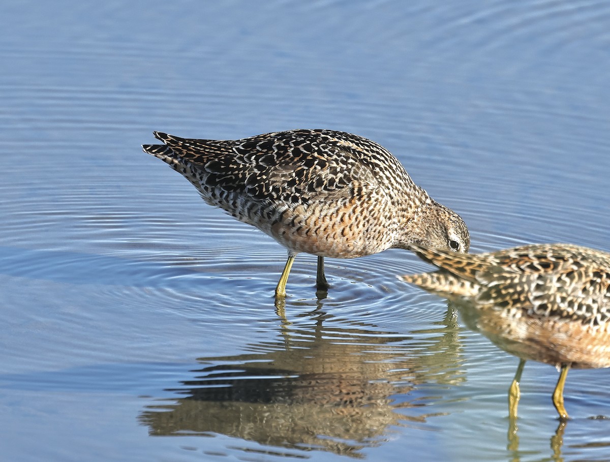 Long-billed Dowitcher - ML618604625
