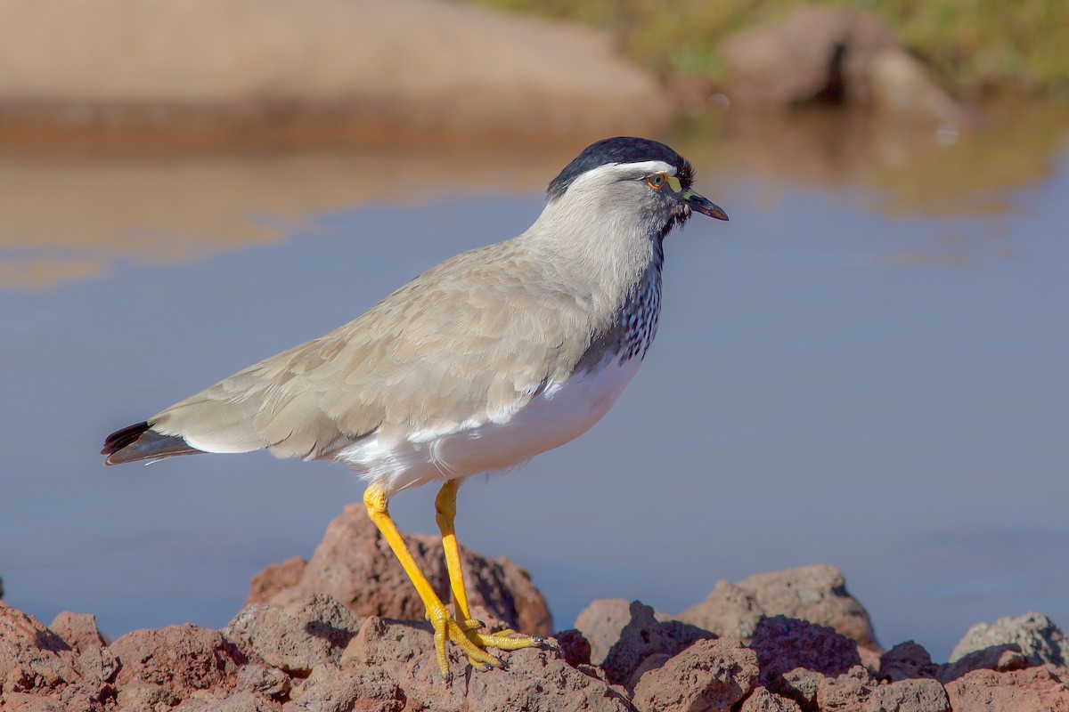 Spot-breasted Lapwing - ML618604701